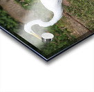 Great white Heron in Cuba Acrylic print