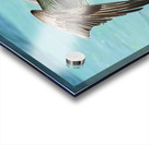 Pelican Cuban 11 Acrylic print