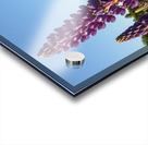 Colourful Lupins in Bloom 3 Acrylic print