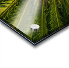 tropical plant center Acrylic print