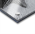 Giant starfish in black and white Acrylic print