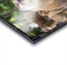 thai monkeys eating watermelon Acrylic print