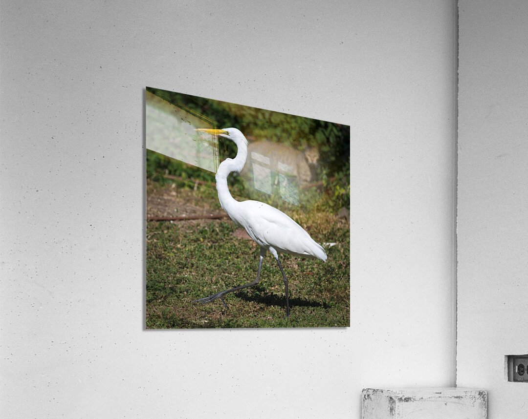 Great white Heron in Cuba Acrylic Print