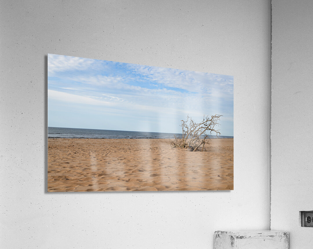 Greenwich beach driftwood art Acrylic Print