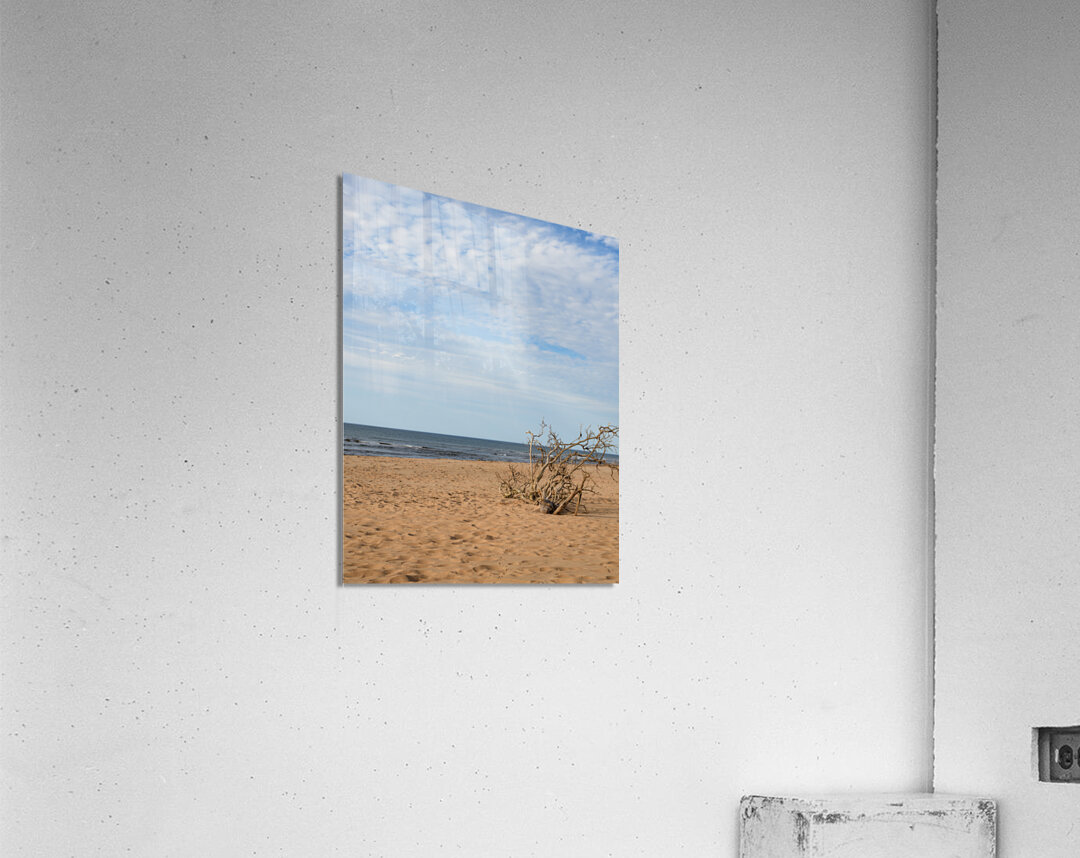 Greenwich beach driftwood art 4 Acrylic Print