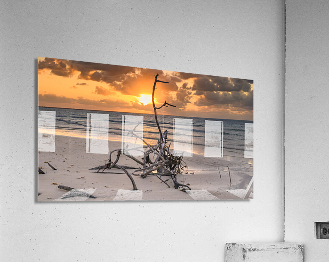 Caribbean driftwood sunset Acrylic Print