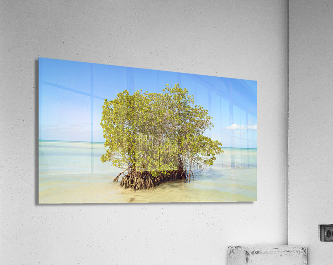 Mangrove on Cuban beach 2 Acrylic Print