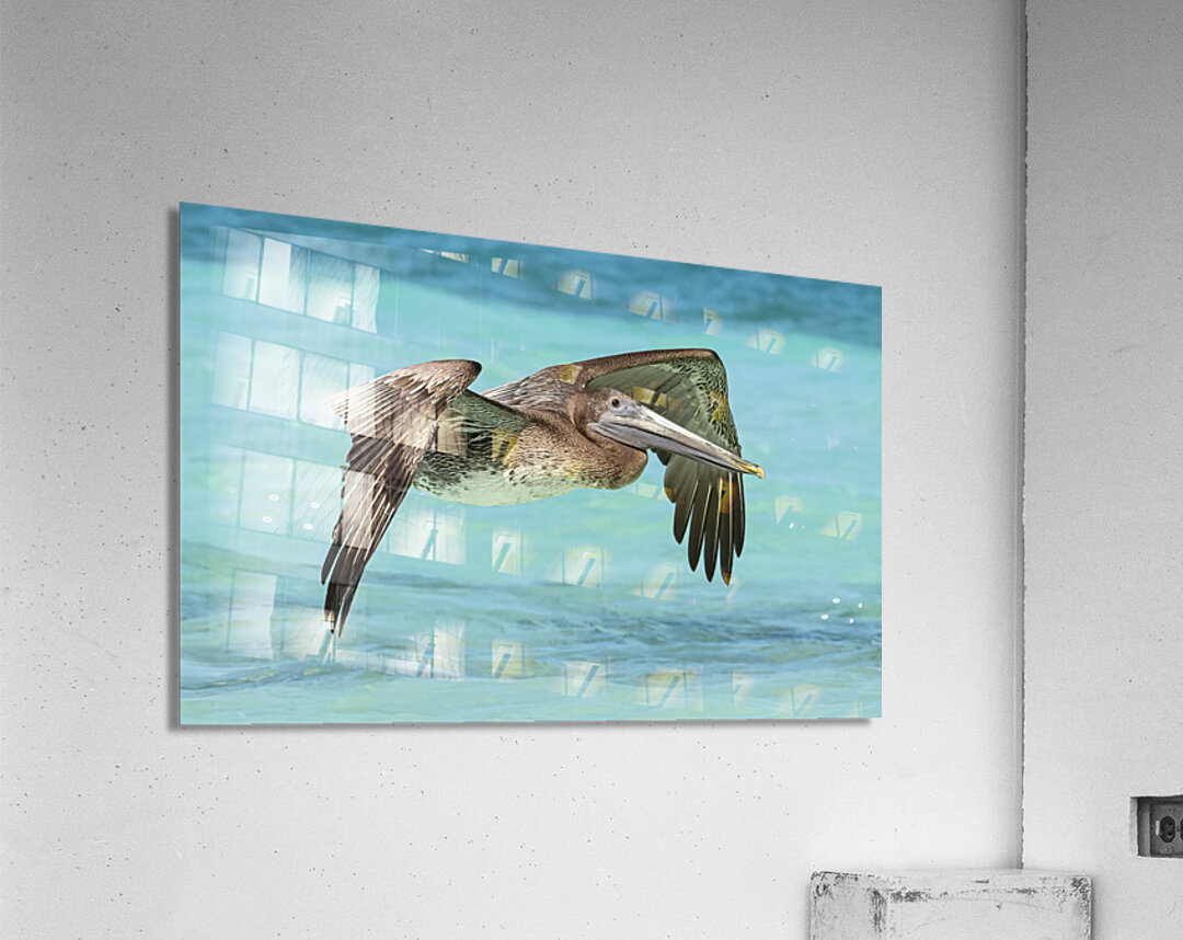Pelican Cuban 11 Acrylic Print