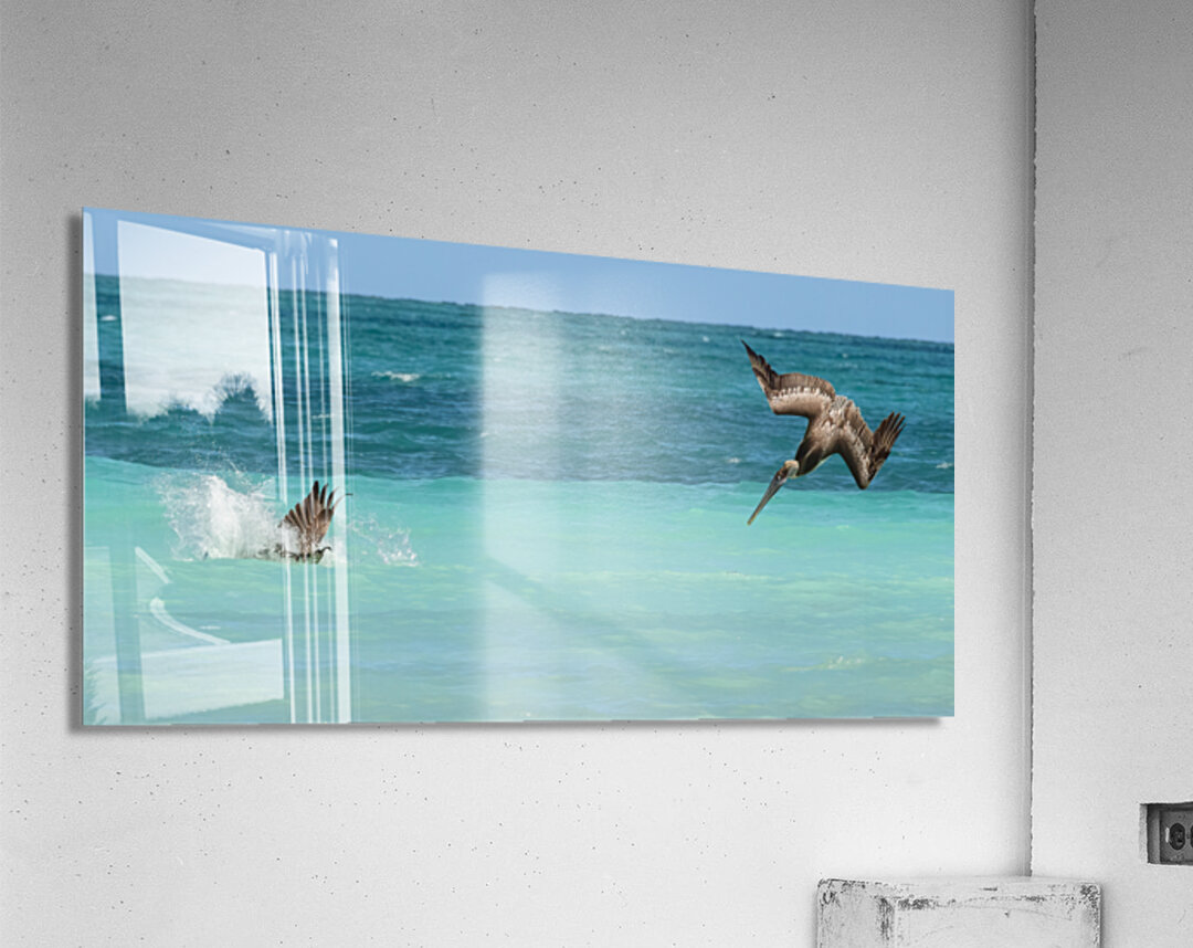 Cuban Pelican Dive 3 Acrylic Print