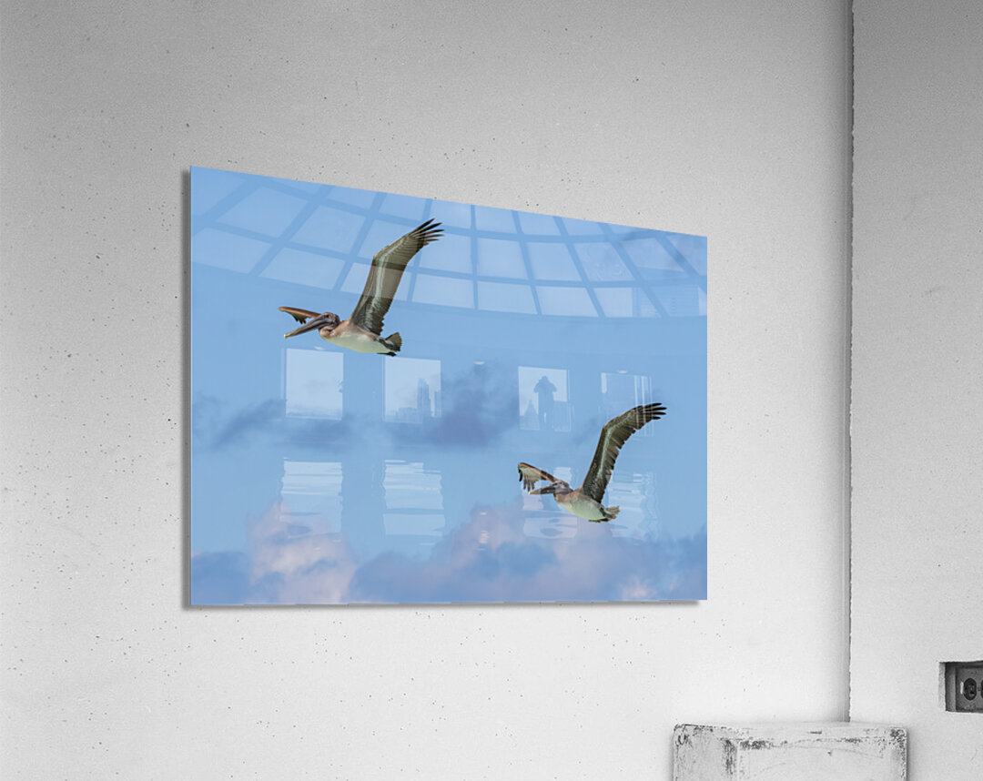 Two Cuban Pelicans in flight 2 Acrylic Print