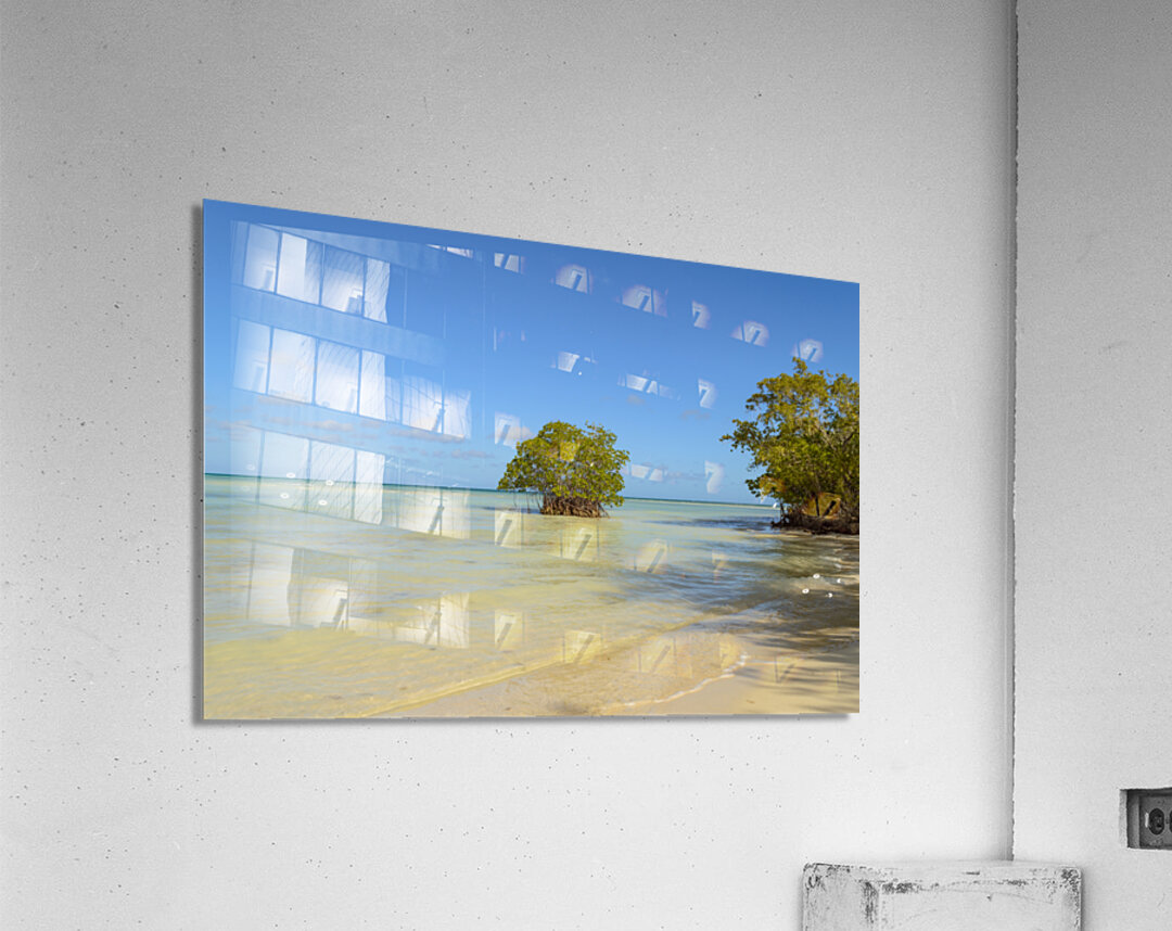 Mangrove on Cuban beach Acrylic Print