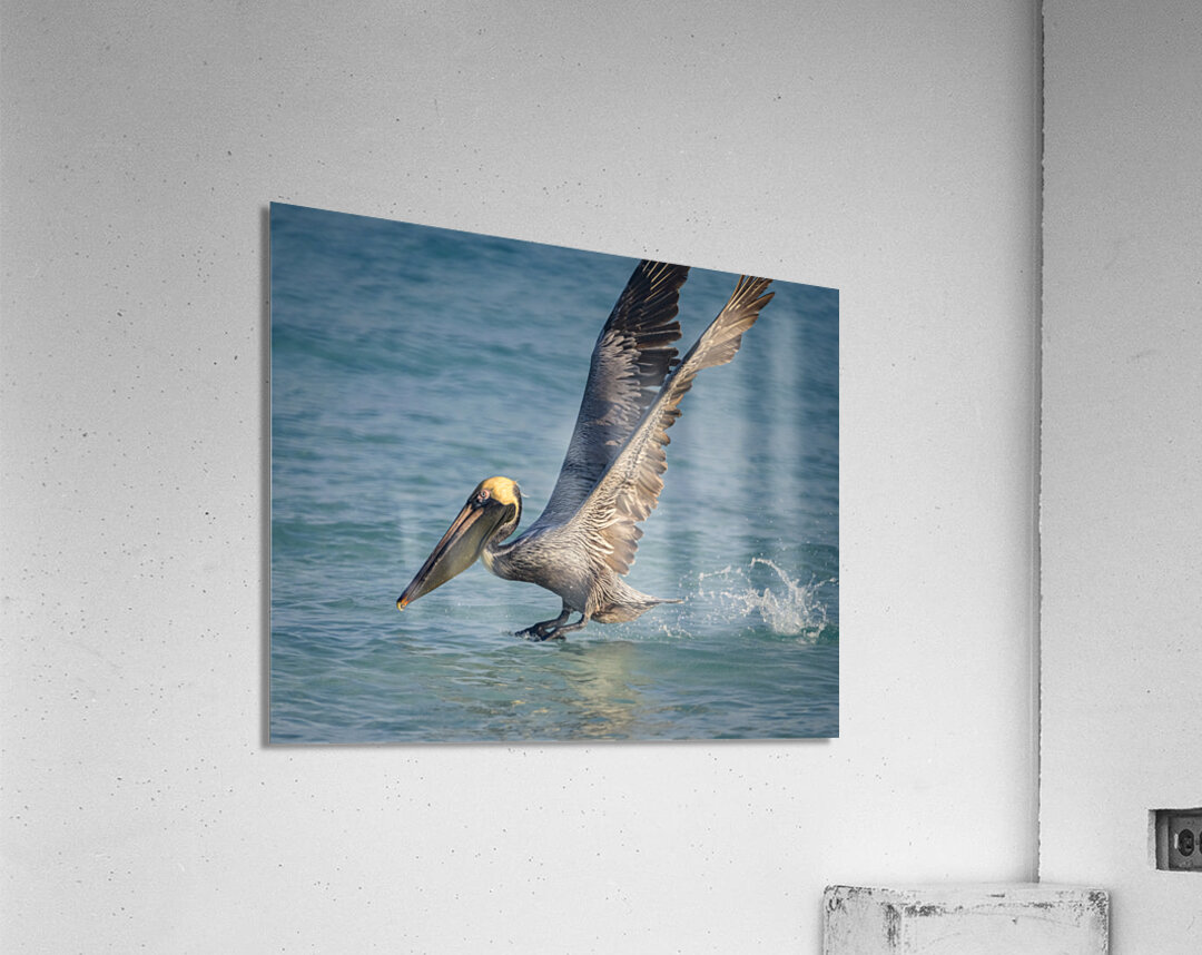 Cuban pelican splash Acrylic Print