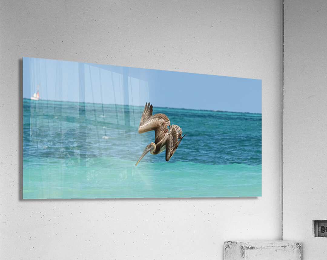 Pelican Cuban 5  Cuba Acrylic Print