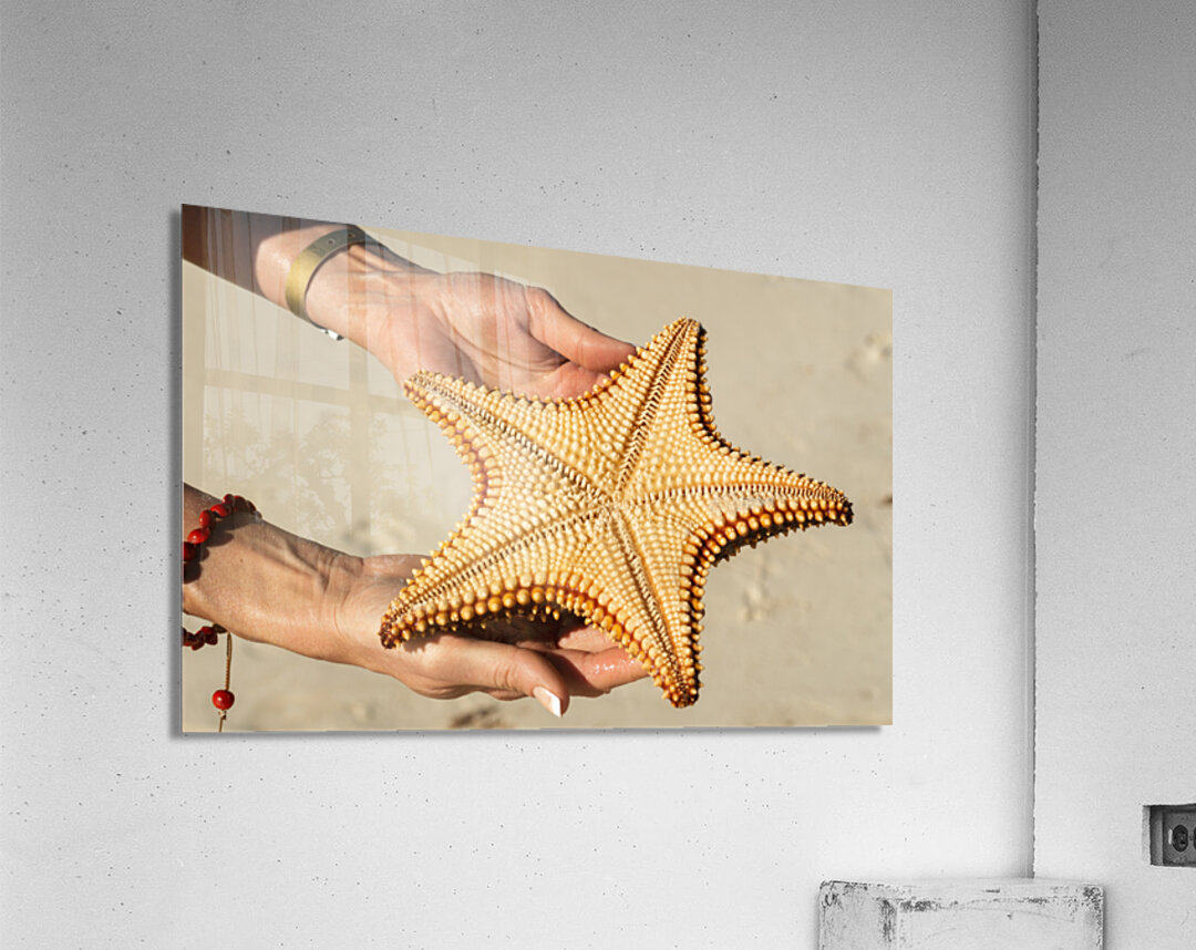Starfish in womans hands Acrylic Print