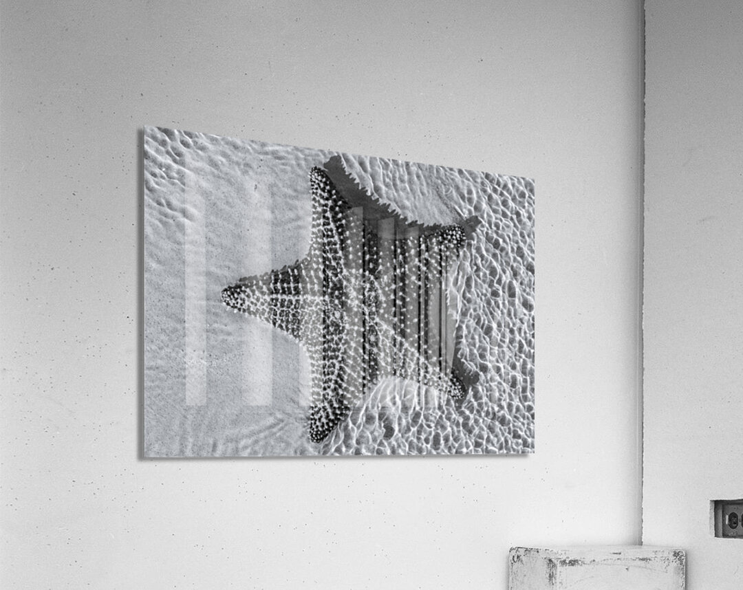 Giant starfish in black and white Acrylic Print