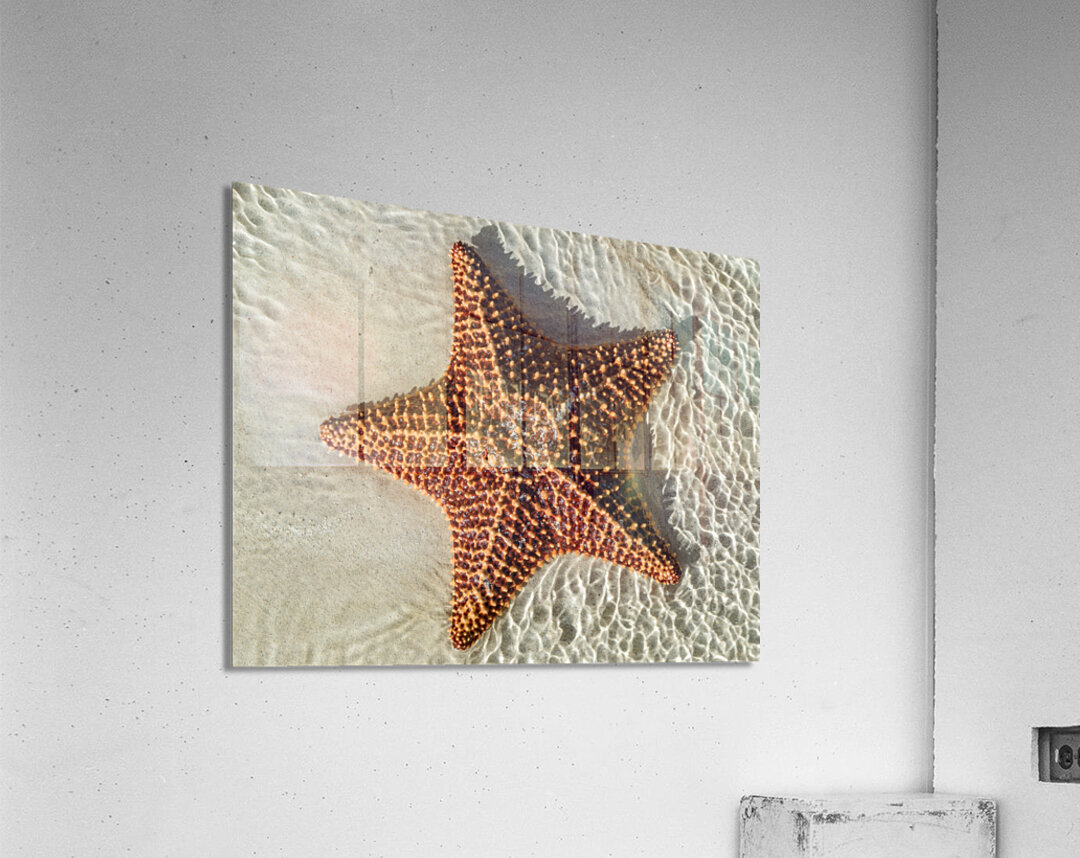 Giant Starfish on beach in ocean Acrylic Print