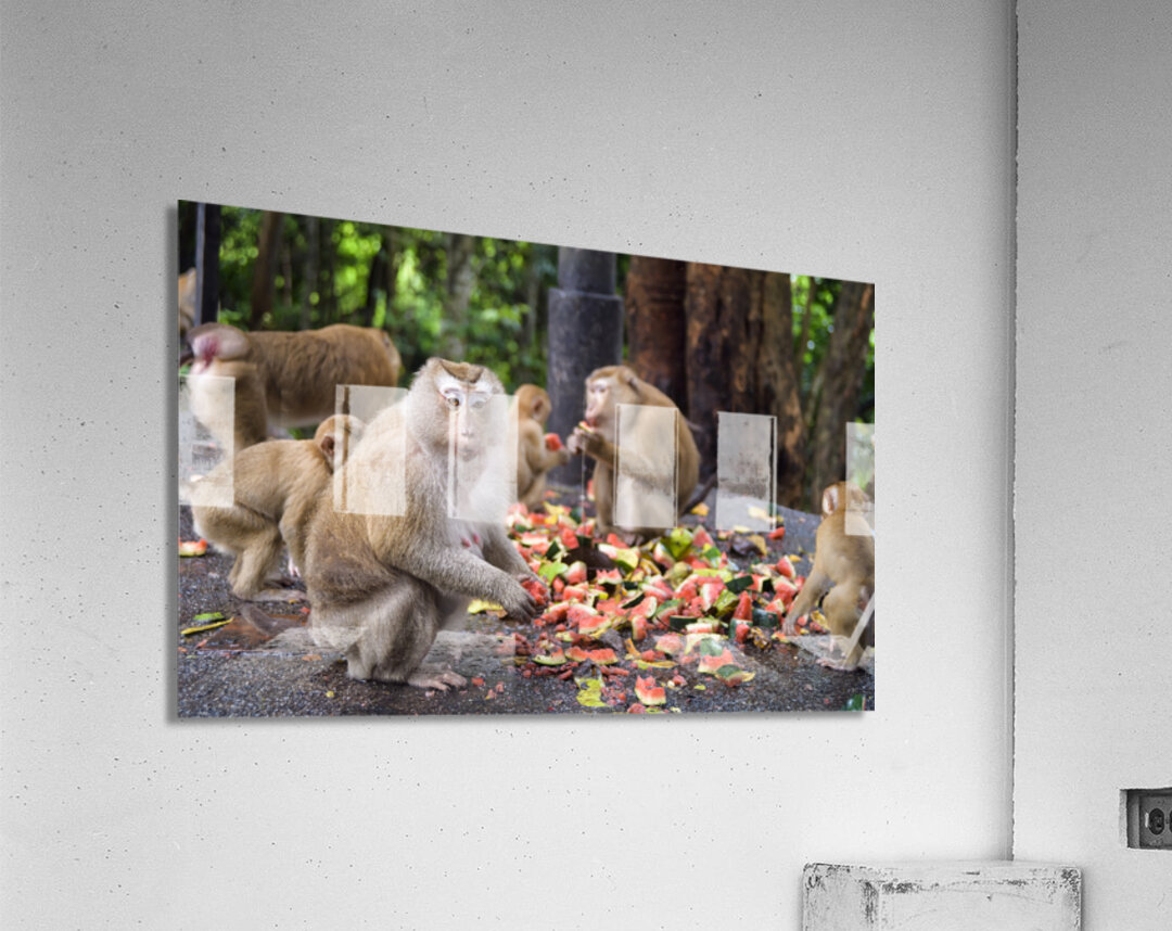 thai monkeys eating watermelon Acrylic Print