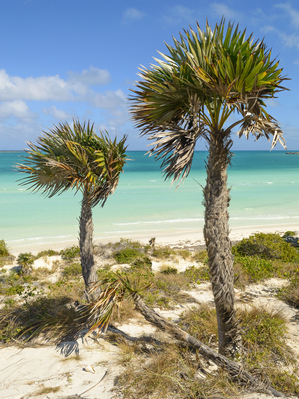 2 palms on Cuban dunes