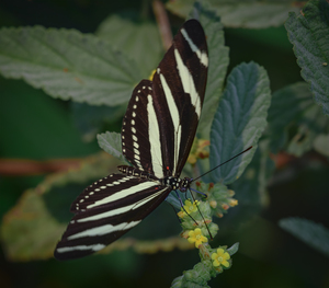black and white butterfly