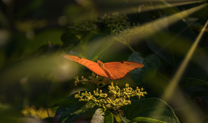 orange butterfly sunrays