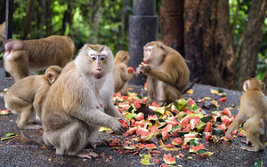 thai monkeys eating watermelon