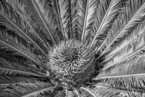 tropical plant centre-bw