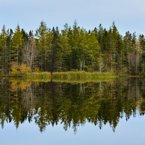 Bird sanctuary pond reflection