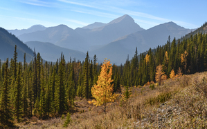 Bluerock Wildland golden tree