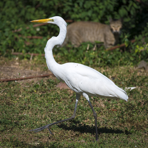 Great white Heron in Cuba