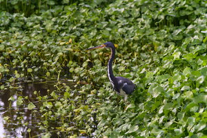dominican black & white herring 2