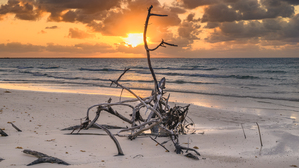 Caribbean driftwood sunset