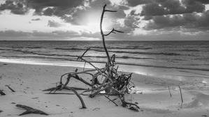 driftwood sunset bw