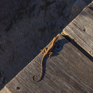 Gecko Anole on boardwalk