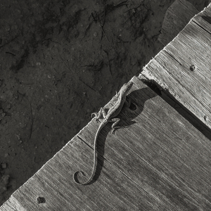 Gecko Anole on boardwalk in BW