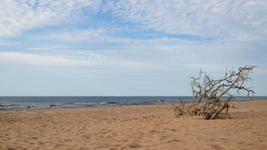 Greenwich Driftwood art 2