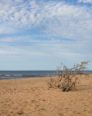 Greenwich beach driftwood art 4