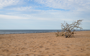 Greenwich beach driftwood art