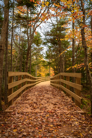 fall colours boardwalk trail