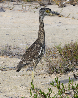 Small long leg cuban bird