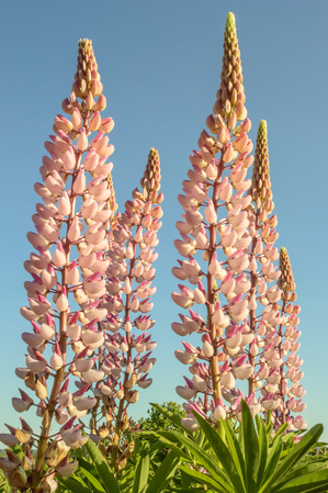 Colourful Lupins in Bloom 2