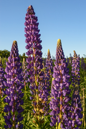 Colourful Lupins in Bloom 3