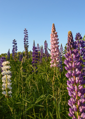 Colourful Lupins in Bloom 4
