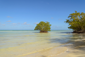 Mangrove on Cuban beach