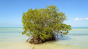 Mangrove on Cuban beach 2