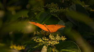 orange butterfly