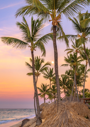 Palmtrees on coloured sky with moon