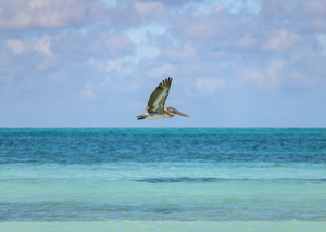 Pelican Cuban 12 Cuba