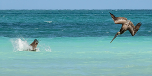 Cuban Pelican Dive 3