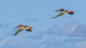 Two Cuban pelican in flight