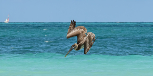 Pelican Cuban 5  Cuba